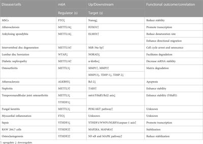 Role of TNF-α-induced m6A RNA methylation in diseases: a comprehensive review